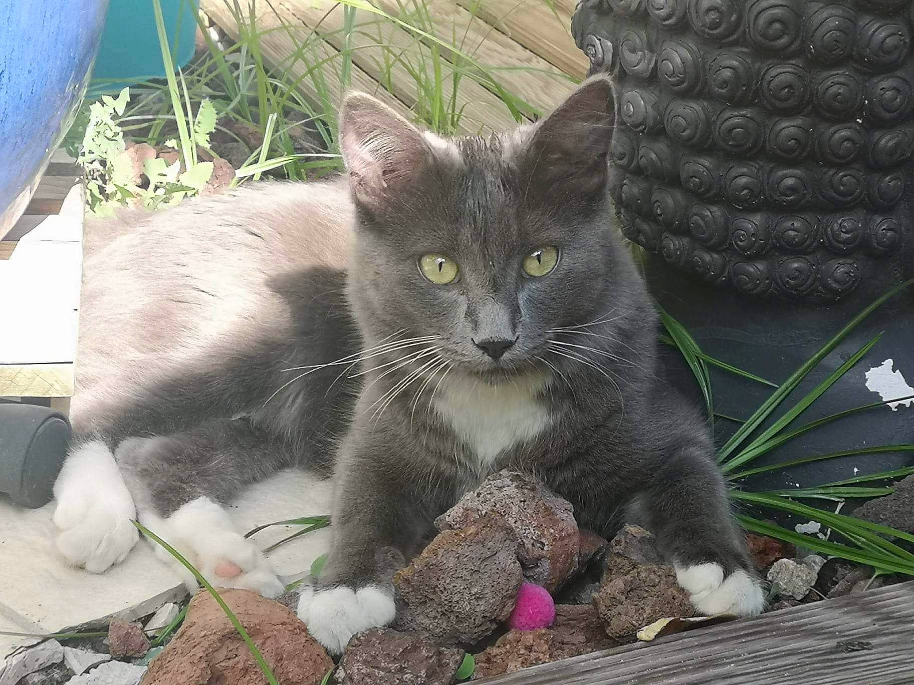 Hermès a rejoint le concours — aidez-le/la à gagner de superbes lots ! carnivore, cat, claw, domestic_short_haired_cat, eye, felidae, fur, grass, grey, groundcover, paw, plant, russian_blue, sitting, small_to_medium_sized_cats, snout, tail, terrestrial_animal, whiskers, wildlife