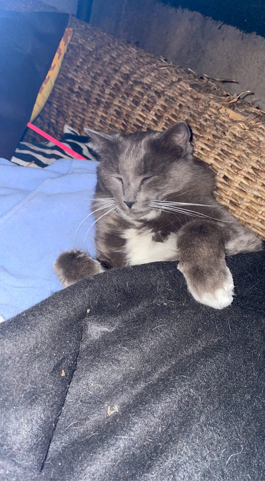 Hermès participe au concours pour gagner de l'argent avec cette photo : carnivore, cat, claw, comfort, domestic_short_haired_cat, felidae, flooring, fur, grey, human_leg, nap, paw, sitting, small_to_medium_sized_cats, snout, tail, whiskers, wood