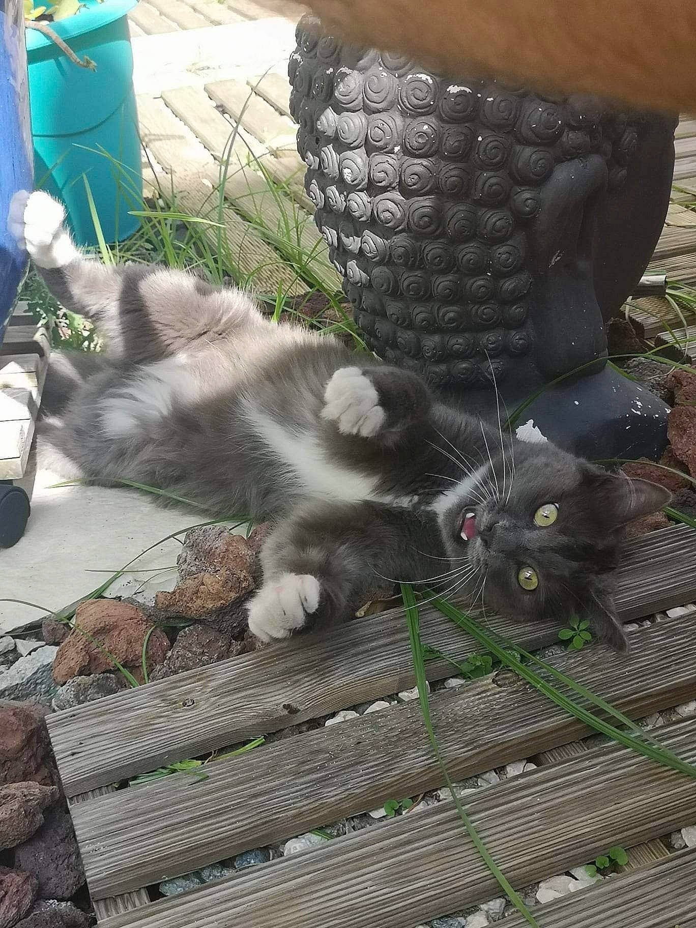 Hermès participe au concours pour gagner de l'argent avec cette photo : animal_shelter, automotive_tire, carnivore, cat, claw, companion_dog, dog_breed, domestic_short_haired_cat, fawn, felidae, flooring, fur, grass, mesh, outdoor_furniture, sidewalk, small_to_medium_sized_cats, tail, whiskers, wood