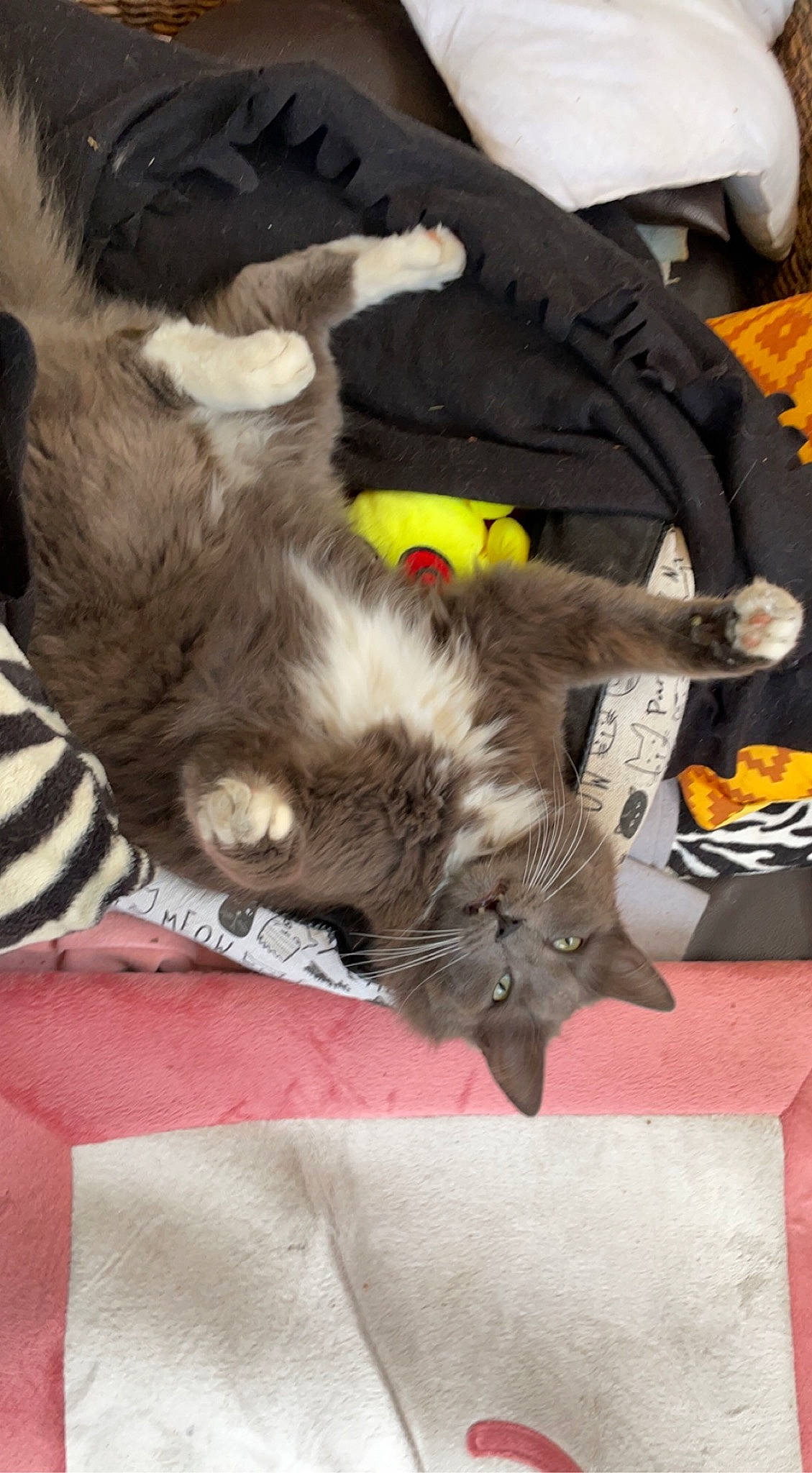 Hermès participe au concours pour gagner de l'argent avec cette photo : canidae, carnivore, cat, claw, comfort, dog_breed, domestic_short_haired_cat, fawn, felidae, fur, nap, paw, small_to_medium_sized_cats, tail, terrestrial_animal, whiskers