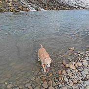 Kalou participe au concours pour gagner de l'argent avec cette photo : animal, canine, cascade, cloudy, collar, dam, dog, flowing_water, landscape, nature, outdoor, pet, river, rocks, shore, sky, tail, tongue, water, wet