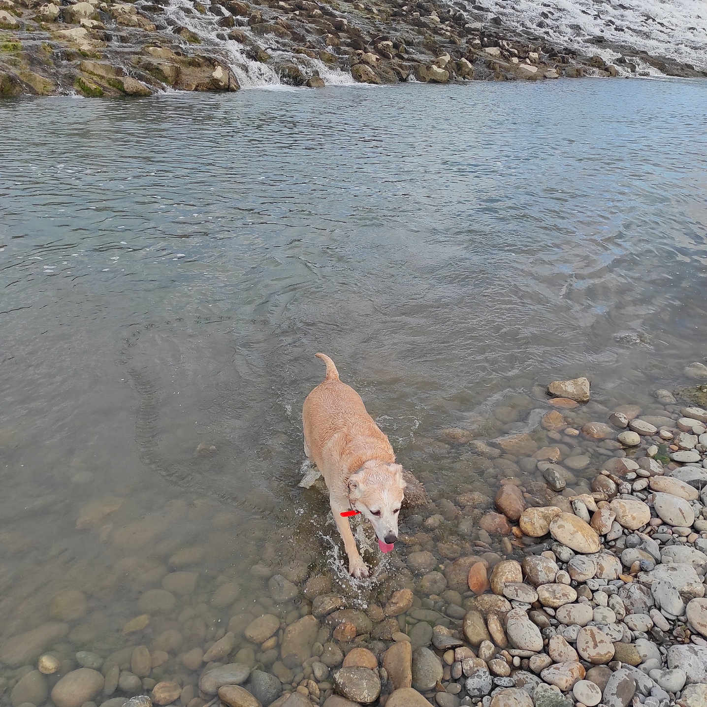 Kalou participe au concours pour gagner de l'argent avec cette photo : animal, canine, cascade, cloudy, collar, dam, dog, flowing_water, landscape, nature, outdoor, pet, river, rocks, shore, sky, tail, tongue, water, wet