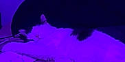 Cloudy joined the competition — help win amazing prizes! cat, sleeping, bed, blanket, purple_light, tapestry, indoor, feline, relaxing, cozy, paw, fur, home, resting, decor, night, soft, comfort, animal, quiet