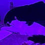 cat, sleeping, bed, blanket, purple_light, tapestry, indoor, feline, relaxing, cozy, paw, fur, home, resting, decor, night, soft, comfort, animal, quiet