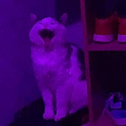 Cloudy is registered to the contest to win money with this photo: cat, purple_light, blurry, indoor, shoes, shoe_rack, furniture, pet, animal, yawning, white_cat, black_spots, sitting, low_light, home, floor, shelf, pair_of_shoes, red_shoes, dark