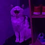 cat, purple_light, blurry, indoor, shoes, shoe_rack, furniture, pet, animal, yawning, white_cat, black_spots, sitting, low_light, home, floor, shelf, pair_of_shoes, red_shoes, dark