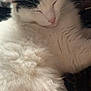 Cloudy joined the competition — help win amazing prizes! cat, sleeping, fluffy, white, black, pet, animal, cozy, fur, closeup, resting, whiskers, cute, domestic_cat, indoor, peaceful, relaxation, mammal, soft, face