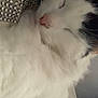 Cloudy joined the competition — help win amazing prizes! cat, sleeping, white_fur, black_markings, close_up, pet, indoor, resting, fluffy, pillow, texture, cozy, animal, cute, peaceful, face, nose, whiskers, fur, relaxing