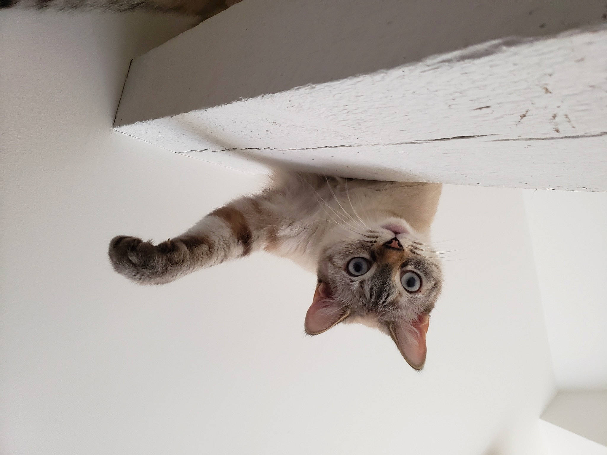 Taya participe au concours pour gagner de l'argent avec cette photo : carnivore, cat, ceiling, felidae, flooring, hardwood, metal, paw, plaster, rectangle, room, small_to_medium_sized_cats, tail, toy, whiskers, wood