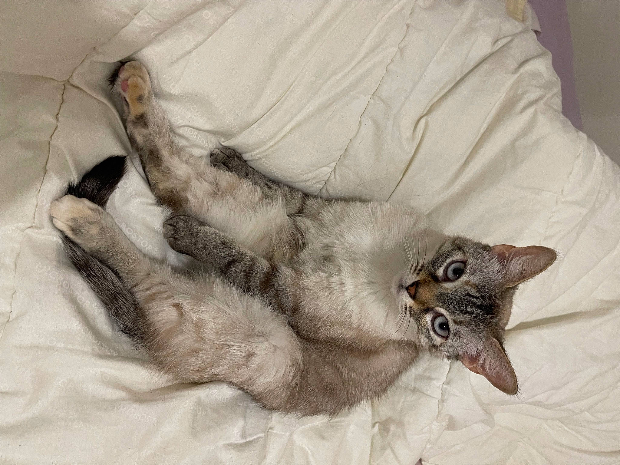 Taya a rejoint le concours — aidez-le/la à gagner de superbes lots ! bed, carnivore, cat, claw, comfort, domestic_short_haired_cat, felidae, fur, gesture, grey, linens, paw, small_to_medium_sized_cats, tail, vertebrate, whiskers