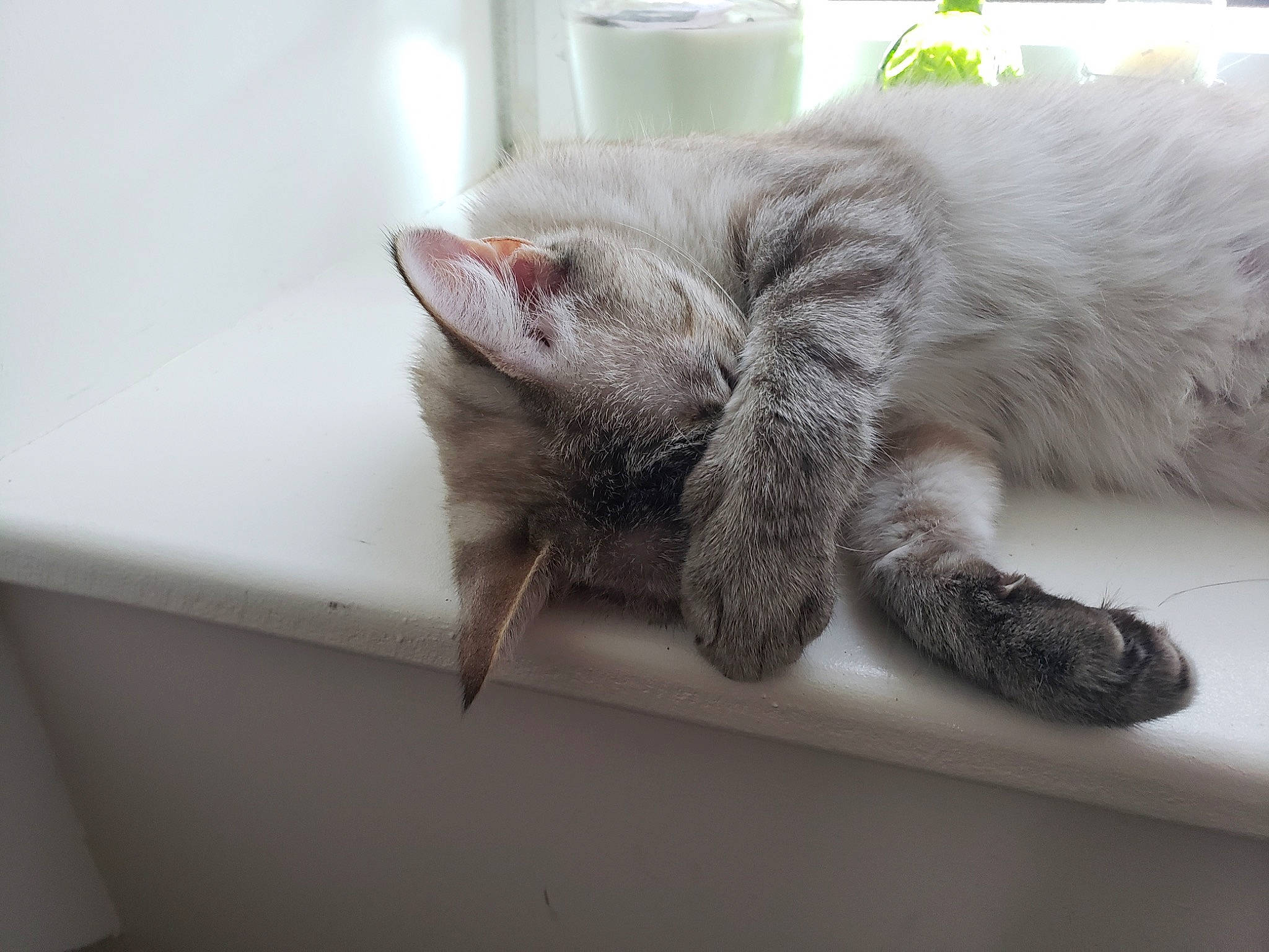 Taya a rejoint le concours — aidez-le/la à gagner de superbes lots ! carnivore, cat, claw, comfort, domestic_short_haired_cat, felidae, flooring, fur, nap, paw, small_to_medium_sized_cats, snout, tail, whiskers, window