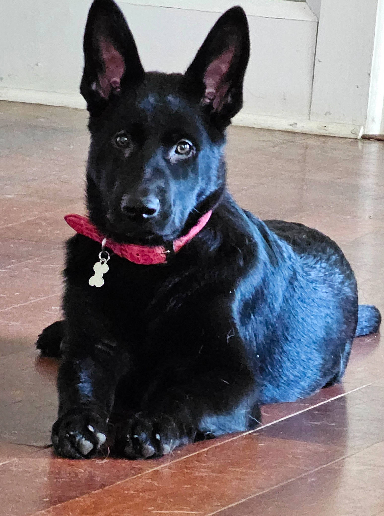 Olivia is registered to the contest to win money with this photo: art, canidae, carnivore, collar, companion_dog, dog, dog_breed, dog_collar, fur, guard_dog, herding_dog, king_shepherd, non_sporting_group, snout, sporting_group, tail, whiskers, working_animal, working_dog