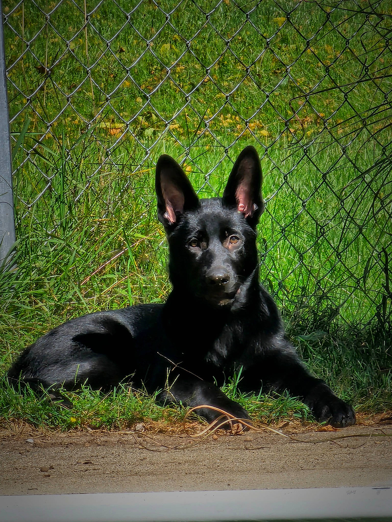 Olivia joined the competition — help win amazing prizes! canidae, carnivore, companion_dog, dog, dog_breed, fence, grass, guard_dog, herding_dog, mesh, non_sporting_group, plant, snout, sporting_group, tail, terrestrial_animal, whiskers, wire_fencing, working_animal, working_dog