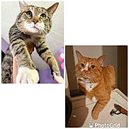 Chico And Carter is registered to the contest to win money with this photo: cat, tabby_cat, orange_cat, indoor, pet, animal, whiskers, collage, close_up, curious, lounging, fur, paw, face, ears, domestic_cat, resting, portrait, mammal, feline