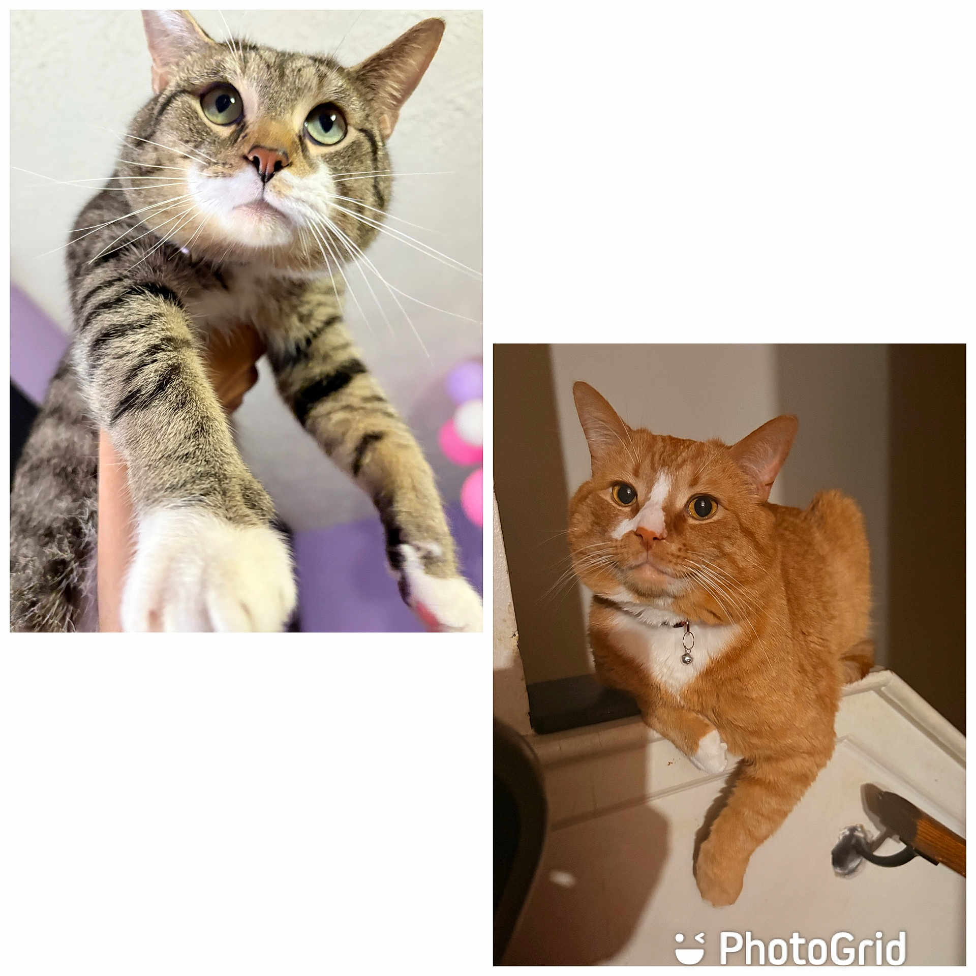 Chico And Carter is registered to the contest to win money with this photo: cat, tabby_cat, orange_cat, indoor, pet, animal, whiskers, collage, close_up, curious, lounging, fur, paw, face, ears, domestic_cat, resting, portrait, mammal, feline