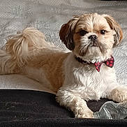 Filou participe au concours pour gagner de l'argent avec cette photo : animal, bed, blanket, bow_tie, brown_fur, collar, cute, dog, domestic_animal, face, fur, indoor, lying_down, paw, pet, plastic_bottle, relaxed, small_dog, toy, white_fur