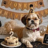 anniversary, balloons, banner, birthday, bow_tie, cake, candle, celebration, cute, dog, festive, indoor, number_2, party_hat, paw_prints, pet, portrait, sign, small_dog, table