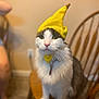 animal, banana_hat, cat, chair, collar, curious, cute, domestic_cat, feline, fur, green_eyes, household, indoor, pet, portrait, sitting, tag, whiskers, wooden_chair, yellow_hat