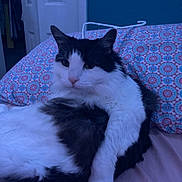 Scooter joined the competition — help win amazing prizes! animal, bed, black_and_white, cat, cozy, cute, domestic_cat, ears, eyes, feline, fluffy, fur, indoor, pet, pillow, relaxed, resting, sleepy, soft, whiskers