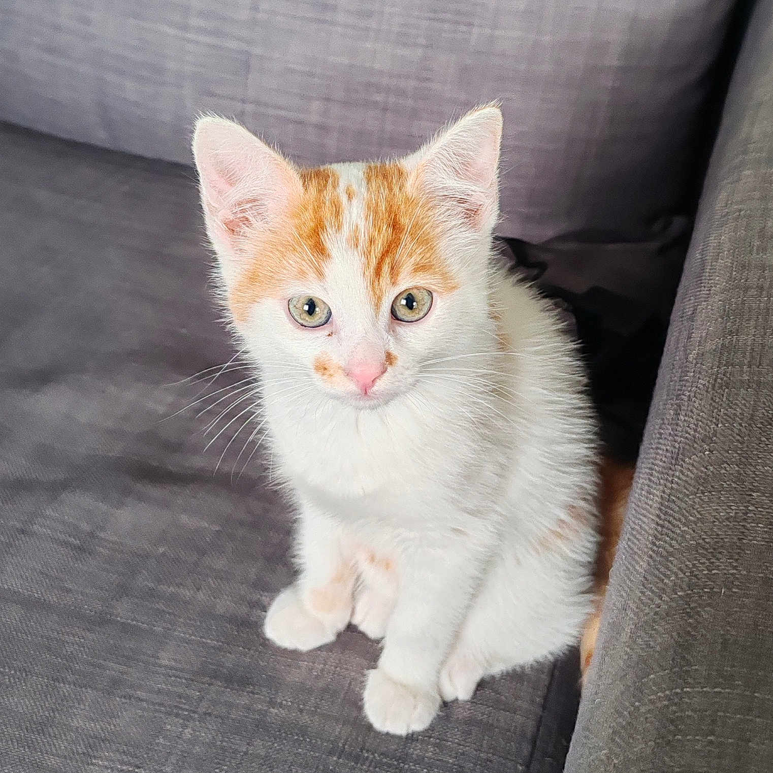 Articho a rejoint le concours — aidez-le/la à gagner de superbes lots ! adorable, animal, cat, couch, curious, cute, domestic, ears, eyes, feline, fur, indoor, kitten, orange_and_white, pet, portrait, sitting, sofa, whiskers, young