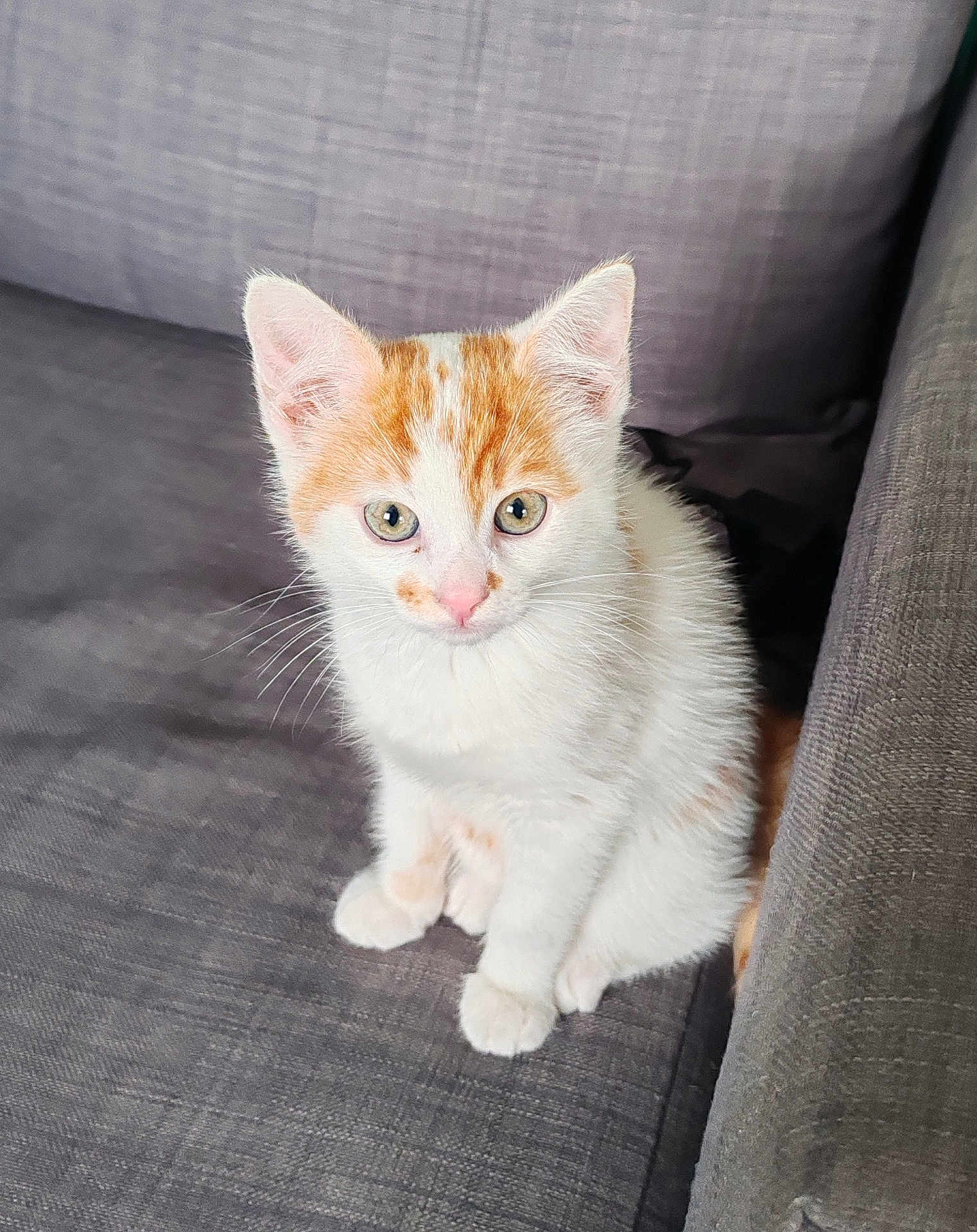 Articho a rejoint le concours — aidez-le/la à gagner de superbes lots ! kitten, cat, pet, animal, feline, orange_and_white, cute, sitting, indoor, sofa, couch, fur, whiskers, ears, eyes, young, portrait, domestic, adorable, curious