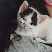 Kuromi is registered to the contest to win money with this photo: kitten, cat, white, black_patches, close_up, pet, animal, resting, indoor, furry, young, cute, small, ears, whiskers, person_partial, face_partial, gray_clothing, soft, cozy