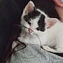 kitten, cat, white, black_patches, close_up, pet, animal, resting, indoor, furry, young, cute, small, ears, whiskers, person_partial, face_partial, gray_clothing, soft, cozy