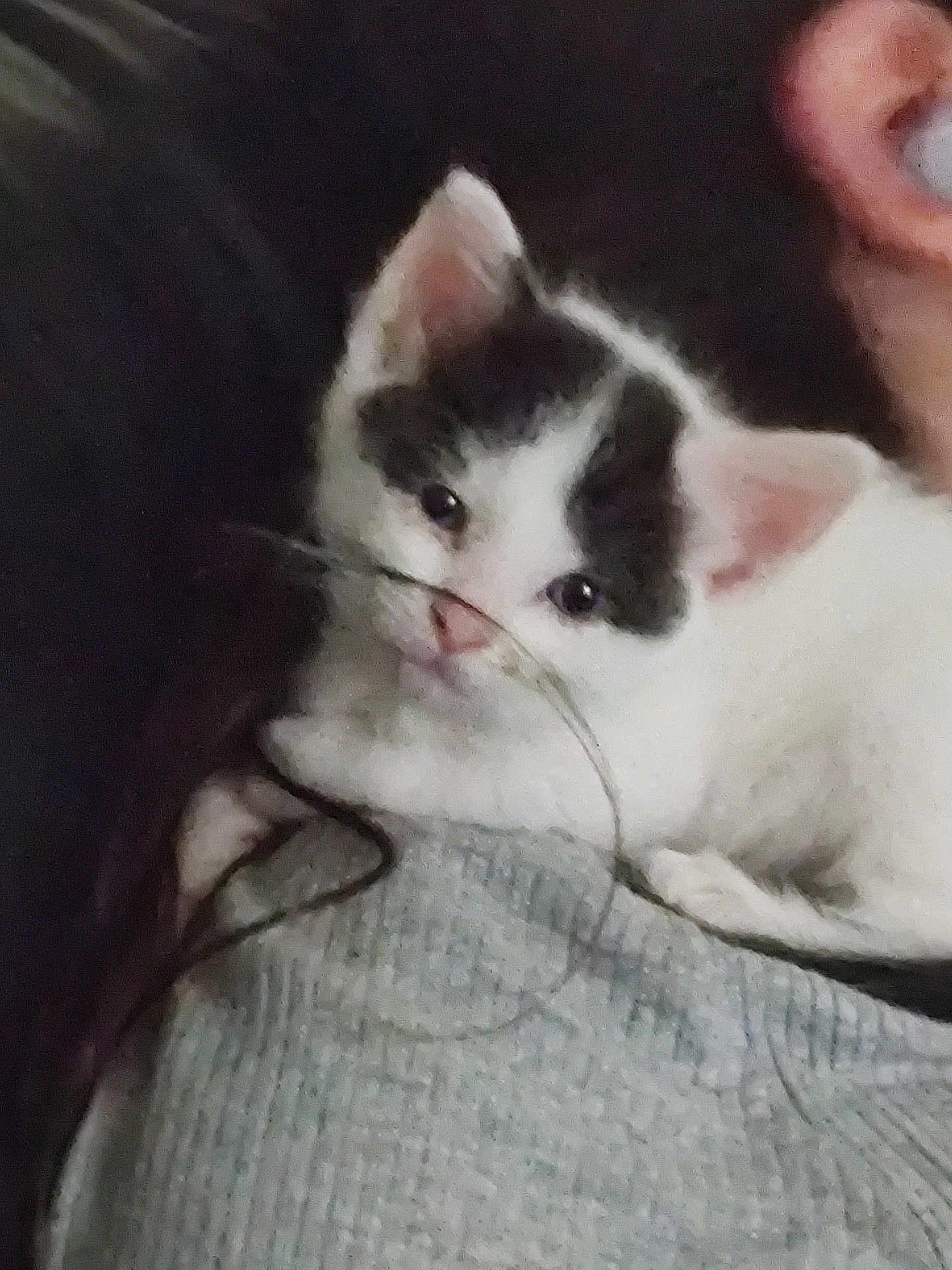Kuromi