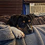 dog, puppy, blanket, couch, paw, face, nose, eyes, fur, black_and_tan, indoor, cozy, resting, sleeping, home, living_room, air_conditioner, blinds, soft_texture, portrait