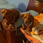 Axel Bosco is registered to the contest to win money with this photo: dog, dachshund, pet, animal, brown_dog, blanket, stuffed_toy, indoor, cozy, couch, crate, looking_up, ears, snout, fur, companion, domestic, cute, two_dogs, resting