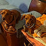 dog, dachshund, pet, animal, brown_dog, blanket, stuffed_toy, indoor, cozy, couch, crate, looking_up, ears, snout, fur, companion, domestic, cute, two_dogs, resting