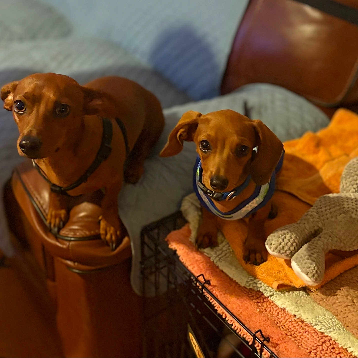 Axel Bosco is registered to the contest to win money with this photo: dog, dachshund, pet, animal, brown_dog, blanket, stuffed_toy, indoor, cozy, couch, crate, looking_up, ears, snout, fur, companion, domestic, cute, two_dogs, resting