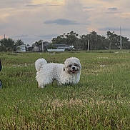 Sunny Bunny joined the competition — help win amazing prizes! dog, white_dog, grass, field, outdoor, pet, fluffy, curly_tail, nature, sky, cloudy, greenery, animal, small_dog, standing, rural, landscape, daytime, cute, tongue_out
