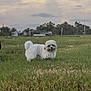 dog, white_dog, grass, field, outdoor, pet, fluffy, curly_tail, nature, sky, cloudy, greenery, animal, small_dog, standing, rural, landscape, daytime, cute, tongue_out