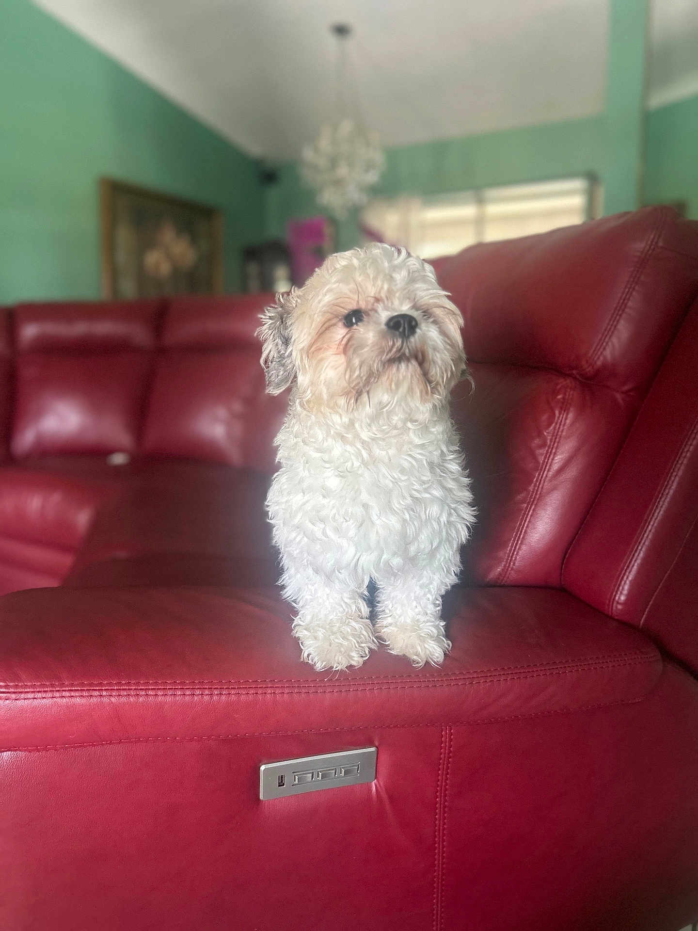 Sunny Bunny is registered to the contest to win money with this photo: dog, white_dog, curly_fur, pet, sitting, red_couch, leather_couch, indoor, living_room, furniture, blurred_background, green_wall, chandelier, home, cozy, portrait, cute, small_dog, animal, companion