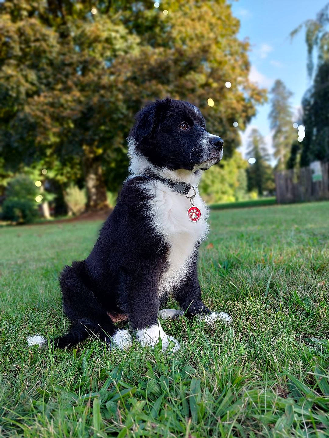 Utah participe au concours pour gagner de l'argent avec cette photo : canidae, carnivore, companion_dog, dog, dog_breed, fur, grass, non_sporting_group, plant, puppy, sitting, sky, snout, sporting_group, tail, terrestrial_animal, tree, walking, working_animal, working_dog