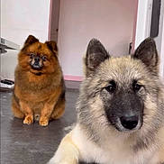 Vixy Et Youki participe au concours pour gagner de l'argent avec cette photo : dog, indoor, floor, fluffy, pet, animal, cute, brown_dog, white_dog, canine, ears, face, fur, sitting, lying_down, house, home, door, wall, calm