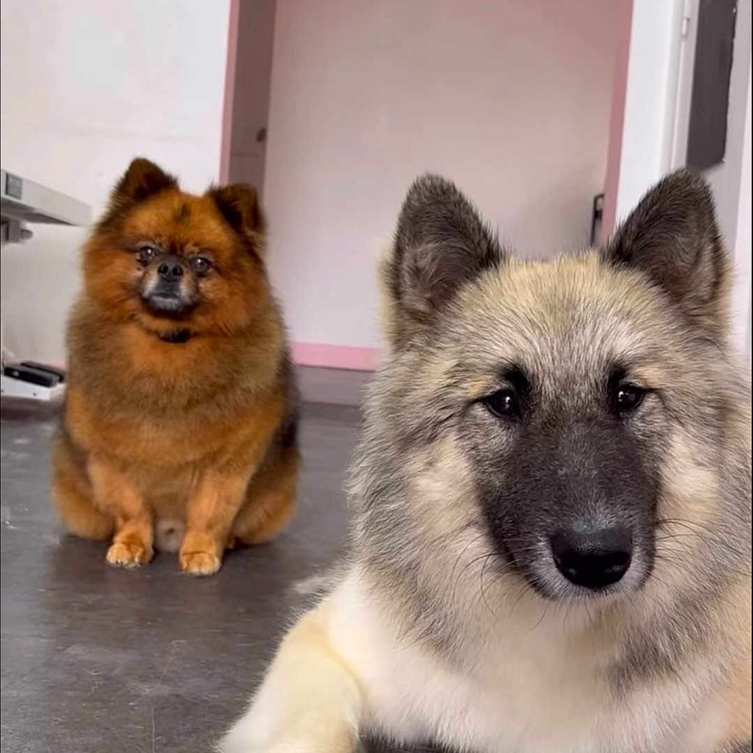 Vixy Et Youki participe au concours pour gagner de l'argent avec cette photo : animal, brown_dog, calm, canine, cute, dog, door, ears, face, floor, fluffy, fur, home, house, indoor, lying_down, pet, sitting, wall, white_dog