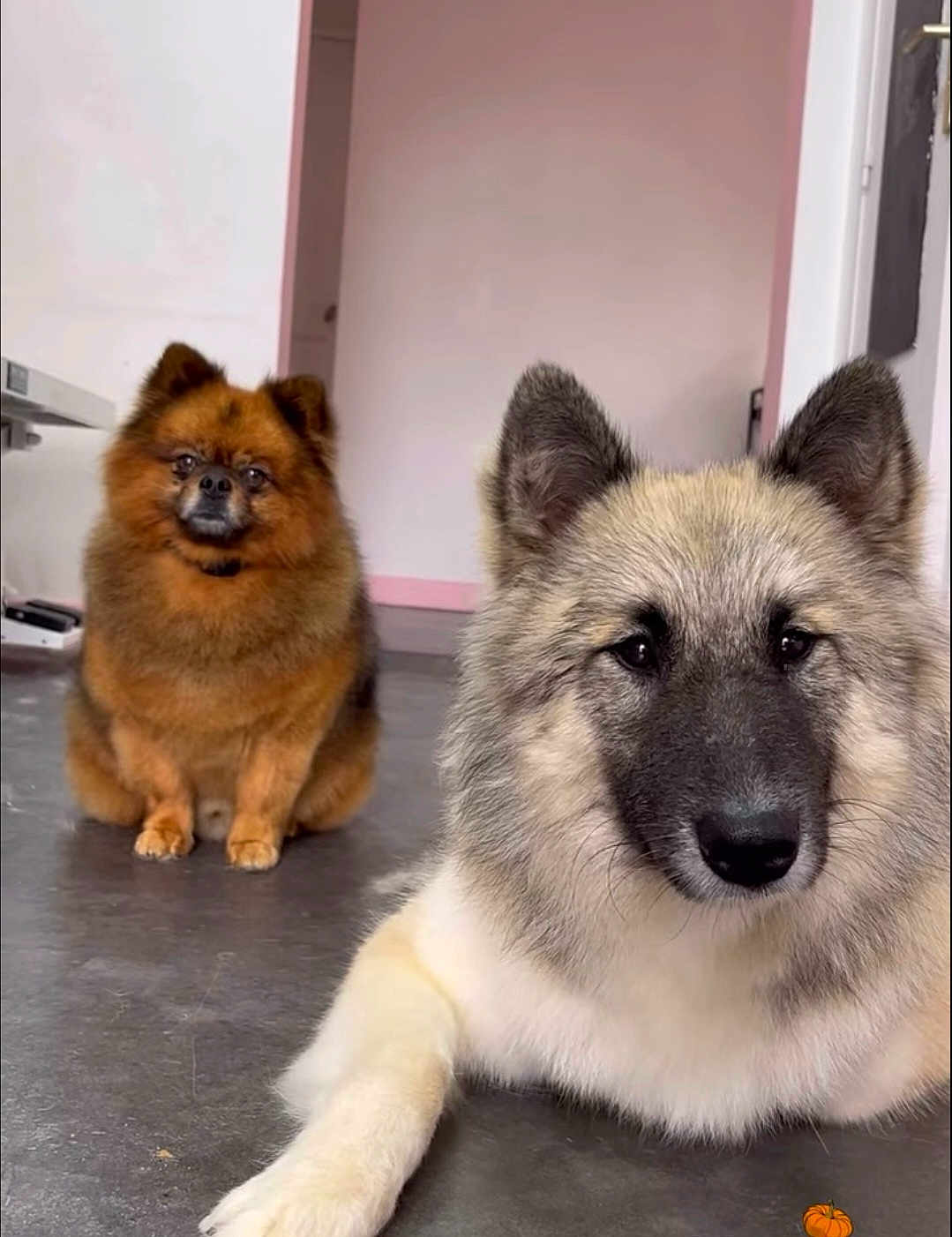 Vixy Et Youki participe au concours pour gagner de l'argent avec cette photo : dog, indoor, floor, fluffy, pet, animal, cute, brown_dog, white_dog, canine, ears, face, fur, sitting, lying_down, house, home, door, wall, calm
