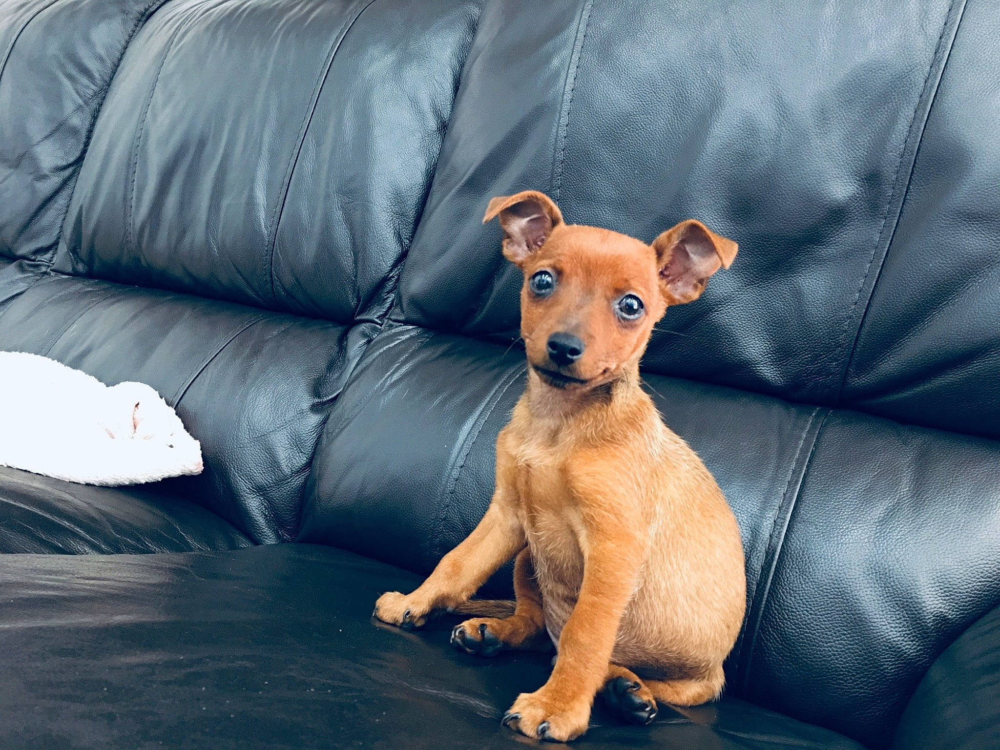 Bucky a rejoint le concours — aidez-le/la à gagner de superbes lots ! canidae, carnivore, companion_dog, dog, dog_breed, fawn, german_pinscher, mammal, miniature_pinscher, pinscher, puppy, snout, toy_dog, vertebrate, whiskers