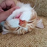 Elton participe au concours pour gagner de l'argent avec cette photo : cat, orange_cat, white_fur, pet, animal, whiskers, teeth, hand, fingertips, couch, fabric, texture, close_up, sleeping, relaxed, domestic_animal, cute, chin_scratch, feline, fluffy