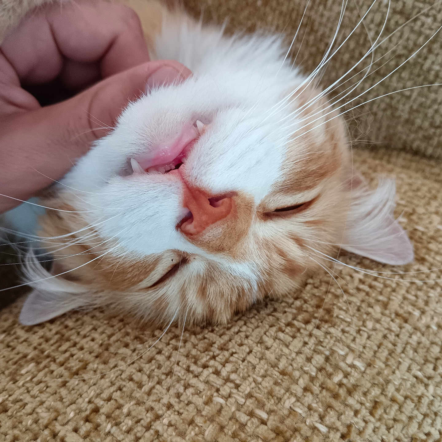 Elton participe au concours pour gagner de l'argent avec cette photo : cat, orange_cat, white_fur, pet, animal, whiskers, teeth, hand, fingertips, couch, fabric, texture, close_up, sleeping, relaxed, domestic_animal, cute, chin_scratch, feline, fluffy