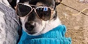 Cow is registered to the contest to win money with this photo: dog, chihuahua, sunglasses, sweater, blue_sweater, pet, portrait, night, street, fence, pavement, ears, paws, muzzle, reflection, owner_arm, people_in_background, cool, cozy, urban