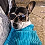 dog, chihuahua, sunglasses, sweater, blue_sweater, pet, portrait, night, street, fence, pavement, ears, paws, muzzle, reflection, owner_arm, people_in_background, cool, cozy, urban