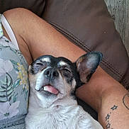 Cow joined the competition — help win amazing prizes! dog, small_dog, tongue_out, relaxed, sleepy, pet, cuddling, human_arm, tattoo, couch, upholstery, floral_shirt, close_up, portrait, ear, nose, whiskers, skin, furniture, indoor