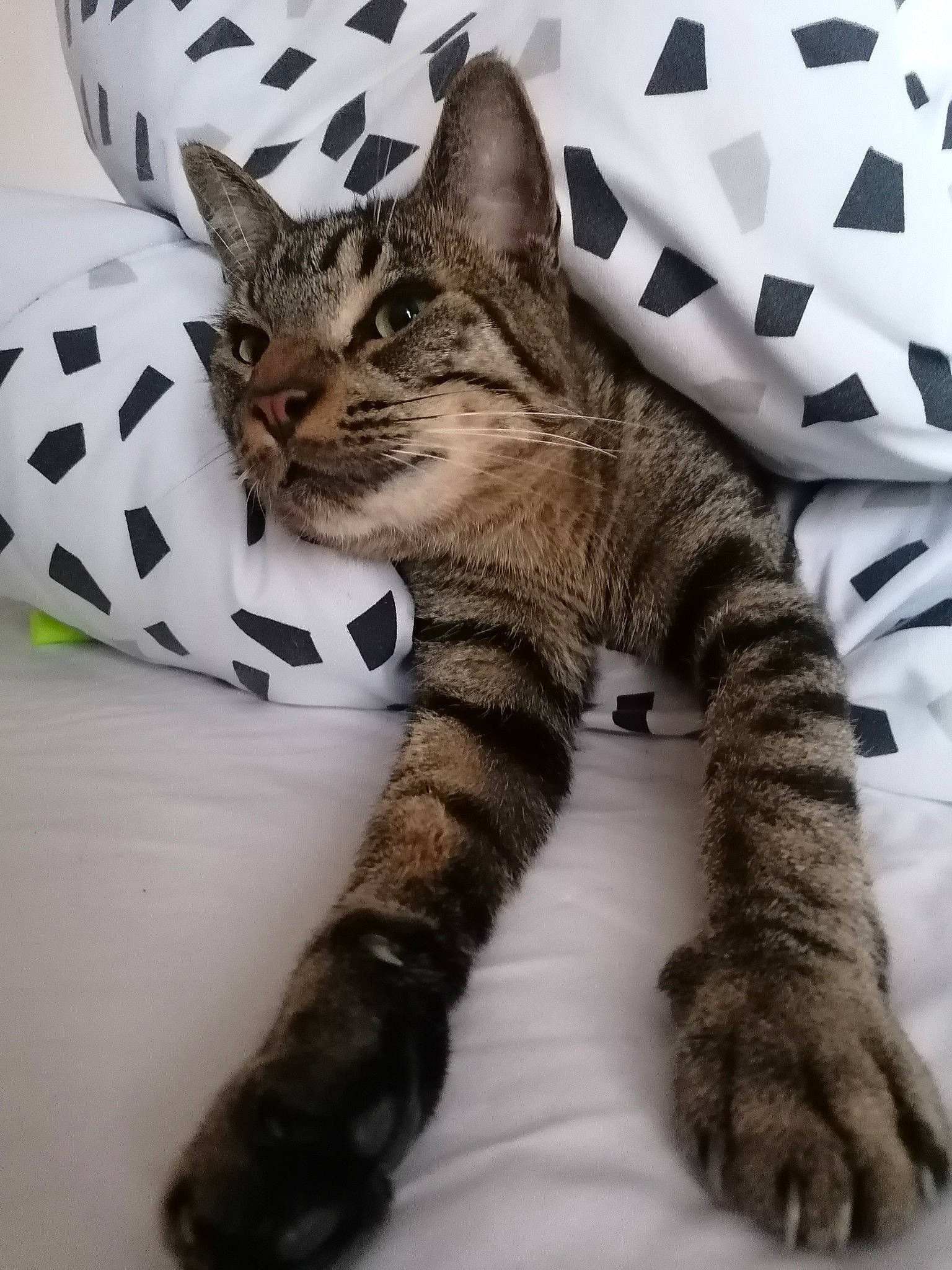 Mango a rejoint le concours — aidez-le/la à gagner de superbes lots ! carnivore, cat, claw, comfort, domestic_short_haired_cat, felidae, foot, fur, military_camouflage, pattern, paw, small_to_medium_sized_cats, snout, tail, terrestrial_animal, whiskers, wildlife