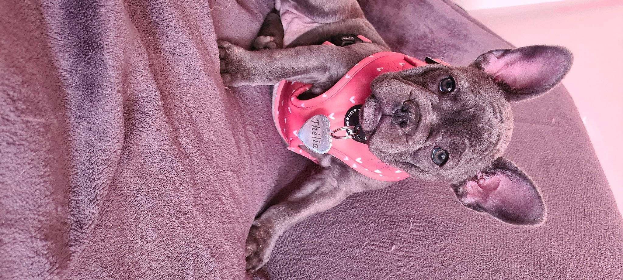 Thelia a rejoint le concours — aidez-le/la à gagner de superbes lots ! carmine, carnivore, collar, comfort, companion_dog, dog, dog_breed, dog_collar, dog_supply, fawn, grey, magenta, paw, pink, sleeve, snout, sporting_group, toy_dog, whiskers, working_animal