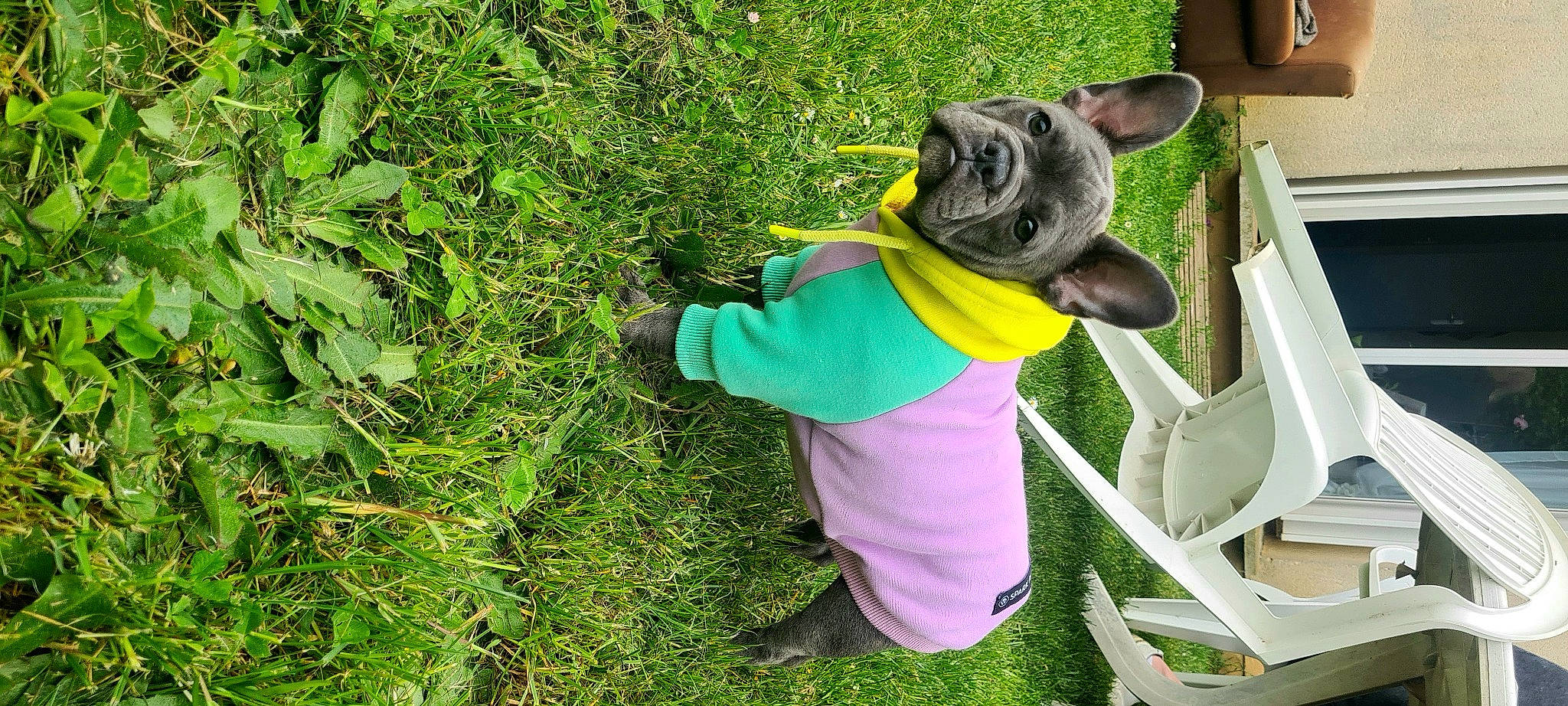 Thelia participe au concours pour gagner de l'argent avec cette photo : baseball_cap, carnivore, companion_dog, dog, fawn, fun, grass, grass_family, groundcover, hat, lawn, lawn_ornament, leaf, leisure, people_in_nature, personal_protective_equipment, plant, shrub, sun_hat, terrestrial_plant