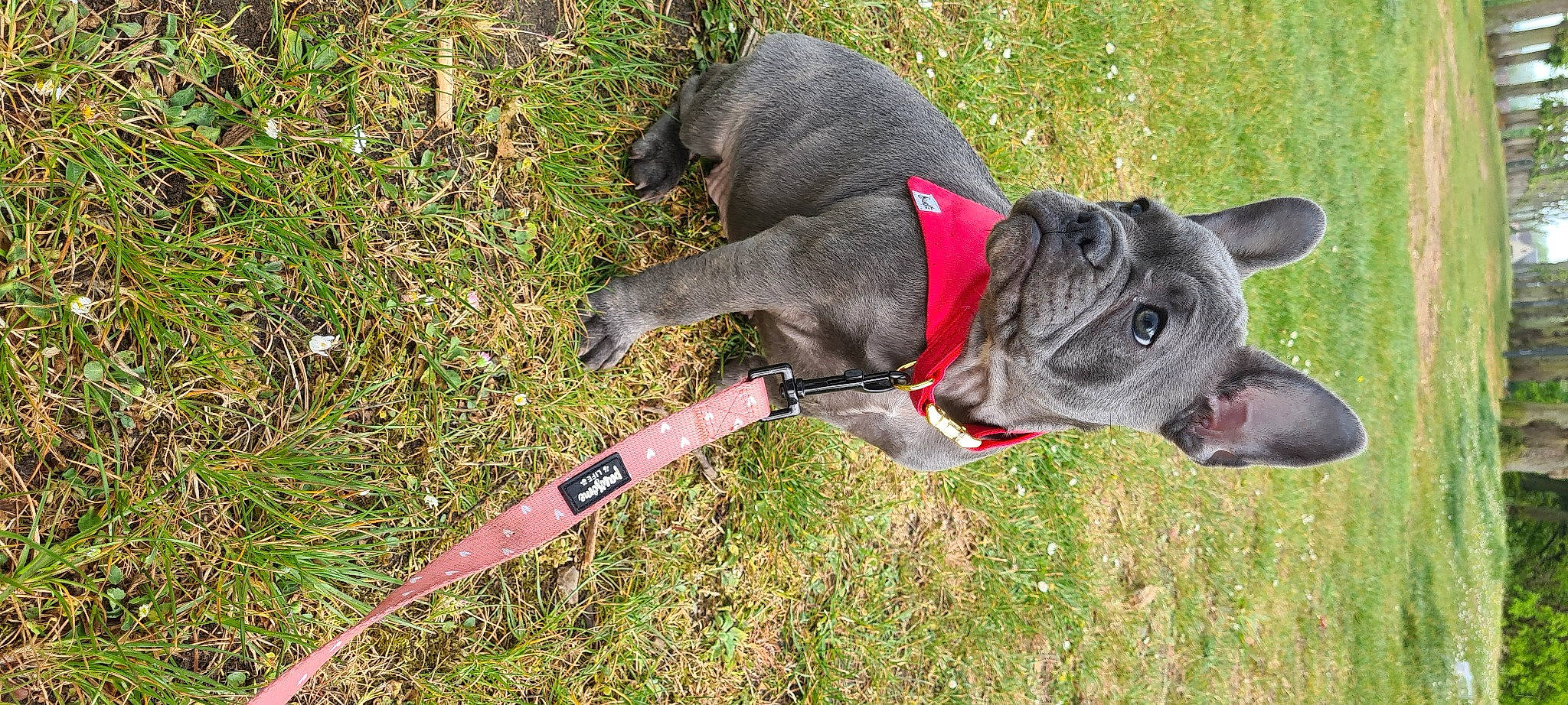 Thelia a rejoint le concours — aidez-le/la à gagner de superbes lots ! canidae, carnivore, collar, companion_dog, dog, dog_breed, dog_collar, dog_supply, fashion_accessory, fawn, grass, leash, liver, pet_supply, plant, snout, sporting_group, tail, terrestrial_animal, working_animal