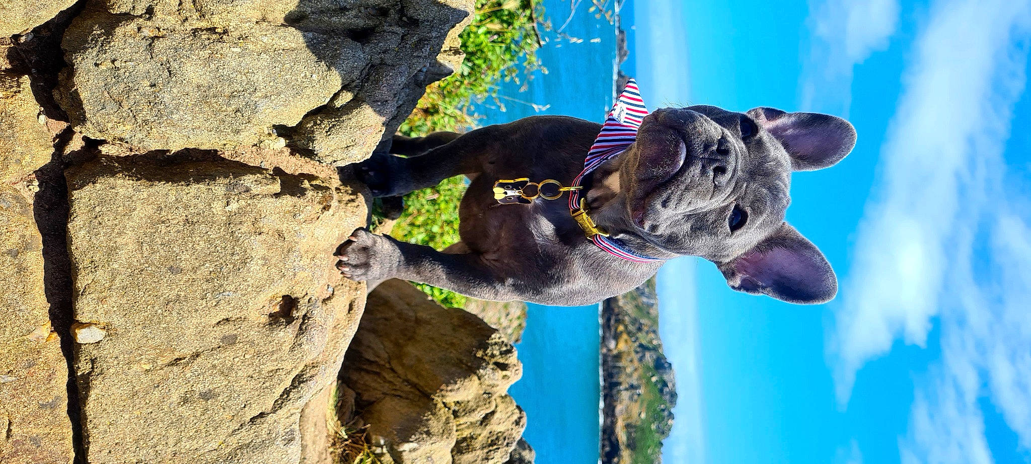 Thelia a rejoint le concours — aidez-le/la à gagner de superbes lots ! bedrock, carnivore, collar, dog, dog_breed, dog_collar, dog_supply, fawn, leash, leisure, pet_supply, plant, recreation, sky, snout, sporting_group, tree, water, wood, working_animal